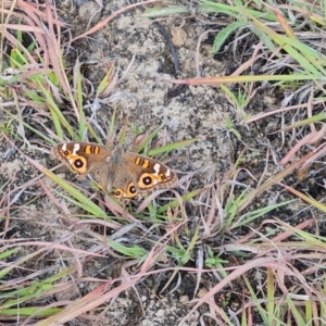 Junonia villida at Mawson Ponds - 28 Mar 2024 11:32 AM