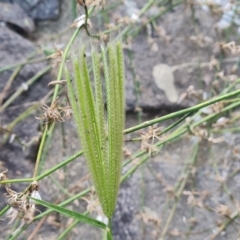 Chloris virgata (Feathertop Rhodes Grass) at Phillip, ACT - 28 Mar 2024 by Mike