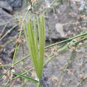 Chloris virgata (Feathertop Rhodes Grass) at Phillip, ACT by Mike