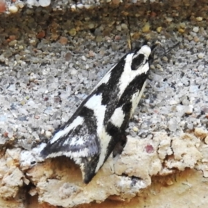 Epithymema incomposita at Wanniassa, ACT - 28 Mar 2024