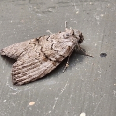 Uraba lugens (Gumleaf Skeletonizer) at Sullivans Creek, Lyneham South - 28 Mar 2024 by trevorpreston