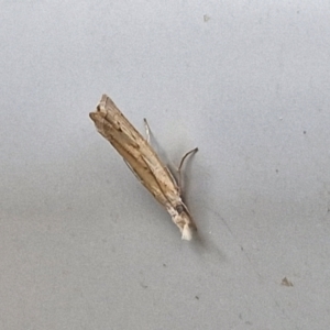 Culladia cuneiferellus (Crambinae moth) at Sullivans Creek, Lyneham South by trevorpreston