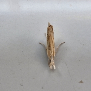 Culladia cuneiferellus at Sullivans Creek, Lyneham South - 28 Mar 2024