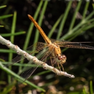 Unidentified Dragonfly (Anisoptera) at Mount Annan, NSW by Roger