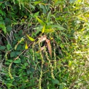 Persicaria hydropiper at PCF003: Pierces Ck Near Sediment Side - 28 Mar 2024