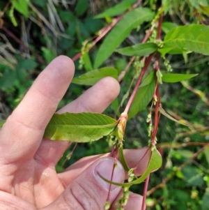 Persicaria hydropiper at PCF003: Pierces Ck Near Sediment Side - 28 Mar 2024