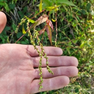 Persicaria hydropiper at PCF003: Pierces Ck Near Sediment Side - 28 Mar 2024