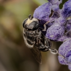 Eumerus sp. (genus) (A hoverfly) at Macgregor, ACT - 28 Mar 2024 by Roger