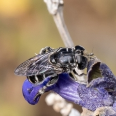 Eumerus sp. (genus) at Macgregor, ACT - 28 Mar 2024