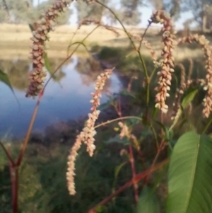 Persicaria lapathifolia at Symonston, ACT - 28 Mar 2024 03:56 PM