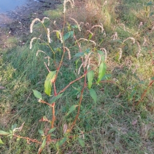 Persicaria lapathifolia at Symonston, ACT - 28 Mar 2024