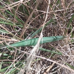 Acrida conica (Giant green slantface) at Symonston, ACT - 22 Mar 2024 by CallumBraeRuralProperty