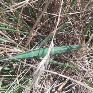 Tenodera australasiae at suppressed by CallumBraeRuralProperty