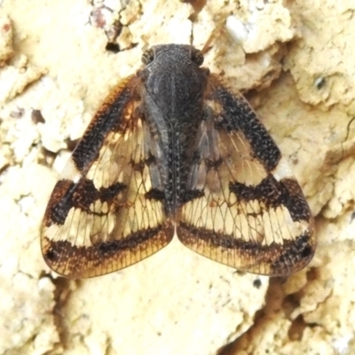 Scolypopa australis (Passionvine hopper, Fluffy bum) at Wanniassa, ACT - 28 Mar 2024 by JohnBundock