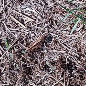 Unidentified Grasshopper, Cricket or Katydid (Orthoptera) at Symonston, ACT by CallumBraeRuralProperty