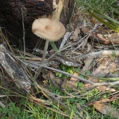 Oudemansiella 'radicata group' (Rooting shank) at Borough, NSW - 27 Mar 2024 by Paul4K