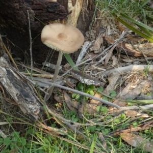 Oudemansiella 'radicata group' (Rooting shank) at suppressed by Paul4K