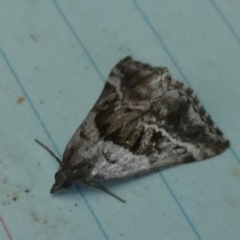 Dichromodes stilbiata (White-barred Heath Moth) at QPRC LGA - 28 Mar 2024 by Paul4K
