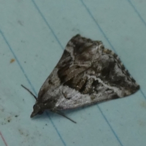 Dichromodes stilbiata at QPRC LGA - 28 Mar 2024