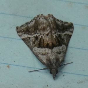 Dichromodes stilbiata at QPRC LGA - 28 Mar 2024