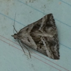 Dichromodes stilbiata at QPRC LGA - suppressed