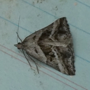 Dichromodes stilbiata at QPRC LGA - suppressed