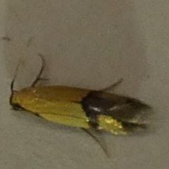 Stathmopoda crocophanes (Yellow Stathmopoda Moth) at suppressed - 27 Mar 2024 by Paul4K