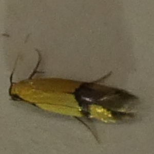 Stathmopoda crocophanes (Yellow Stathmopoda Moth) at suppressed by Paul4K