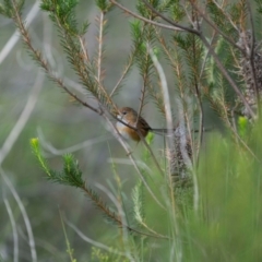 Stipiturus malachurus (Southern Emuwren) at Jervis Bay, JBT - 21 Mar 2024 by trevsci