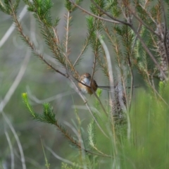 Stipiturus malachurus at Booderee National Park - 21 Mar 2024