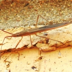 Mutusca brevicornis at Wanniassa, ACT - 28 Mar 2024 02:10 PM