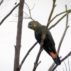 Calyptorhynchus lathami lathami (Glossy Black-Cockatoo) at Booderee National Park1 - 22 Mar 2024 by trevsci