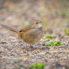 Dasyornis brachypterus (Eastern Bristlebird) at Booderee National Park - 22 Mar 2024 by trevsci