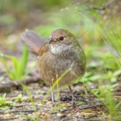 Dasyornis brachypterus at Booderee National Park1 - suppressed