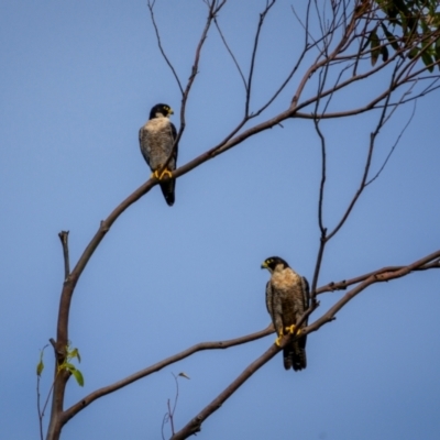 Falco peregrinus (Peregrine Falcon) at Jervis Bay, JBT - 22 Mar 2024 by trevsci