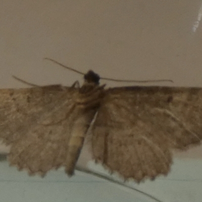 Ectropis (genus) (An engrailed moth) at Borough, NSW - 27 Mar 2024 by Paul4K