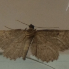 Ectropis (genus) (An engrailed moth) at suppressed - 27 Mar 2024 by Paul4K