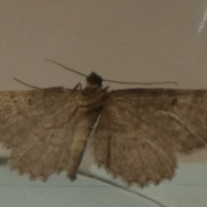 Ectropis (genus) (An engrailed moth) at suppressed by Paul4K