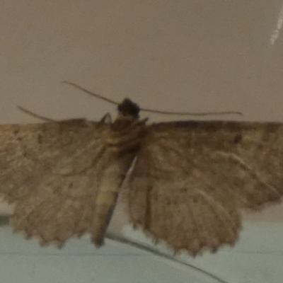 Ectropis (genus) (An engrailed moth) at suppressed - 27 Mar 2024 by Paul4K
