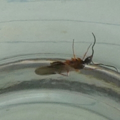 Unidentified Sawfly (Hymenoptera, Symphyta) at suppressed - 27 Mar 2024 by Paul4K