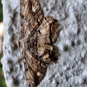 Scioglyptis lyciaria (White-patch Bark Moth) at suppressed by trevorpreston