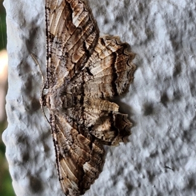 Scioglyptis lyciaria (White-patch Bark Moth) at suppressed - 28 Mar 2024 by trevorpreston