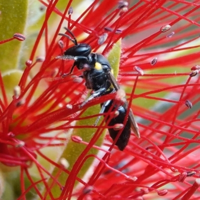 Amphylaeus (Agogenohylaeus) obscuriceps at Hall, ACT - 28 Mar 2024 by Anna123