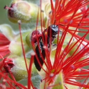 Amphylaeus (Agogenohylaeus) obscuriceps at Hall, ACT - 28 Mar 2024