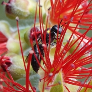 Amphylaeus (Agogenohylaeus) obscuriceps at Hall, ACT - 28 Mar 2024