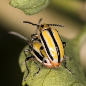 Lema (Quasilema) daturaphila (Three-lined potato beetle) at Melba, ACT by kasiaaus