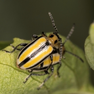 Lema (Quasilema) daturaphila at Melba, ACT - 24 Mar 2024