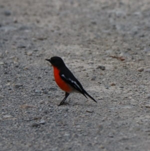 Petroica phoenicea (Flame Robin) at Wombeyan Caves, NSW by Rixon
