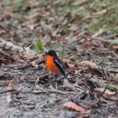 Petroica phoenicea at Wombeyan Caves, NSW - 28 Mar 2024