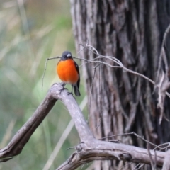 Petroica phoenicea at Wombeyan Caves, NSW - 28 Mar 2024